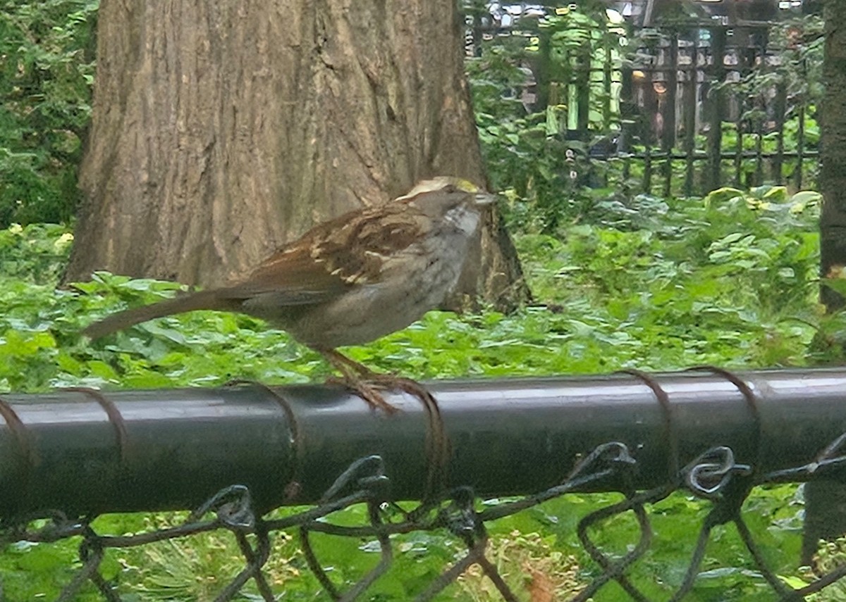 White-throated Sparrow - ML638398302