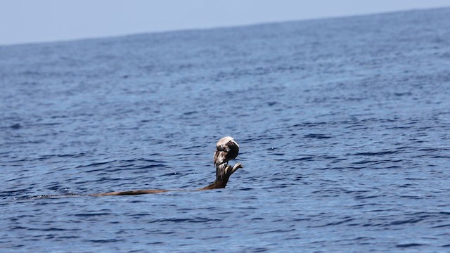 Nazca Booby - ML638398313