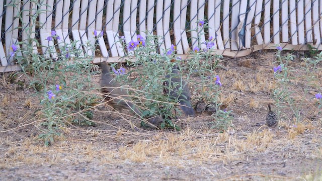 Gambel's Quail - ML638398350