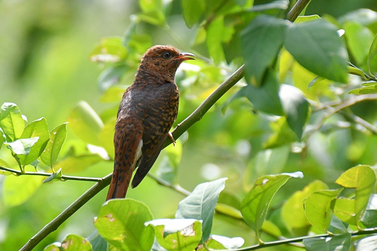 Gray-bellied Cuckoo - ML638398363