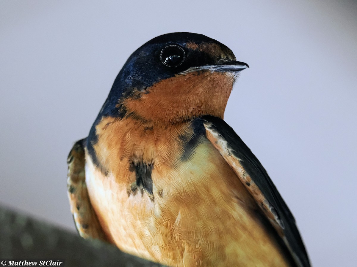 Barn Swallow - ML638398389