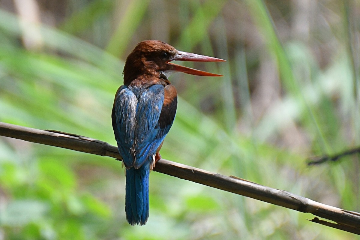 White-throated Kingfisher - ML638398413