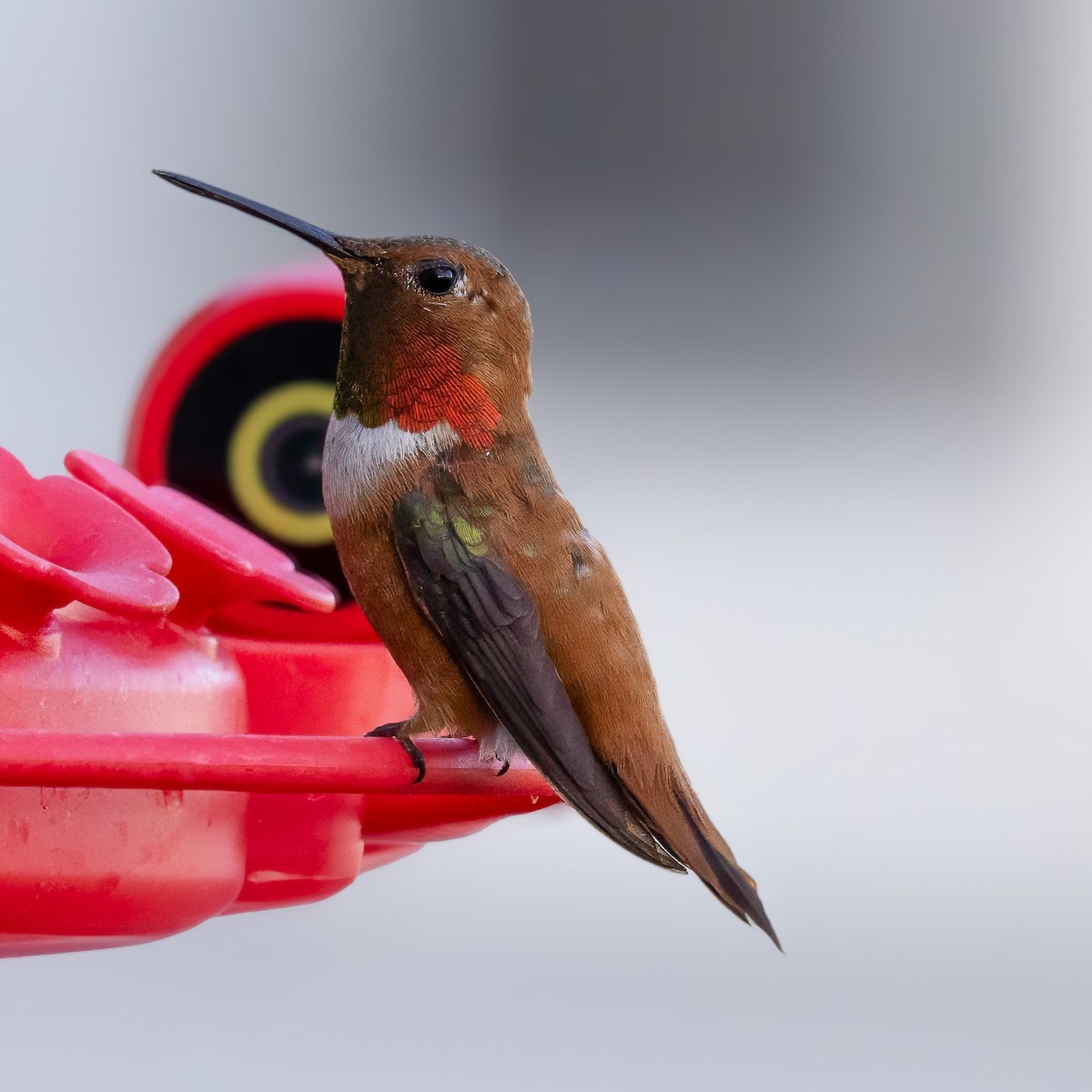 Rufous Hummingbird - ML638398436