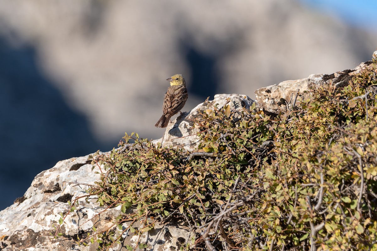 Cinereous Bunting - ML638398448