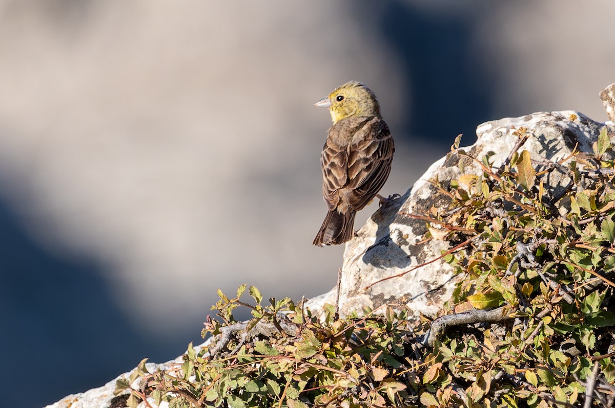 Cinereous Bunting - ML638398449