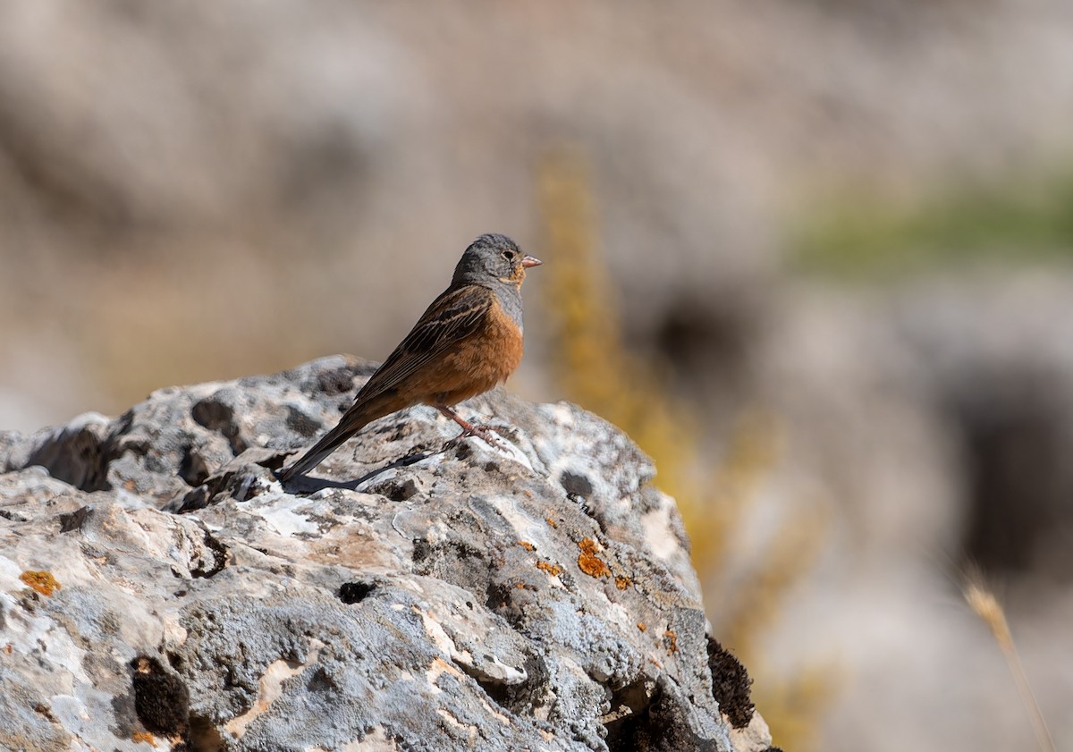 Cretzschmar's Bunting - ML638398456