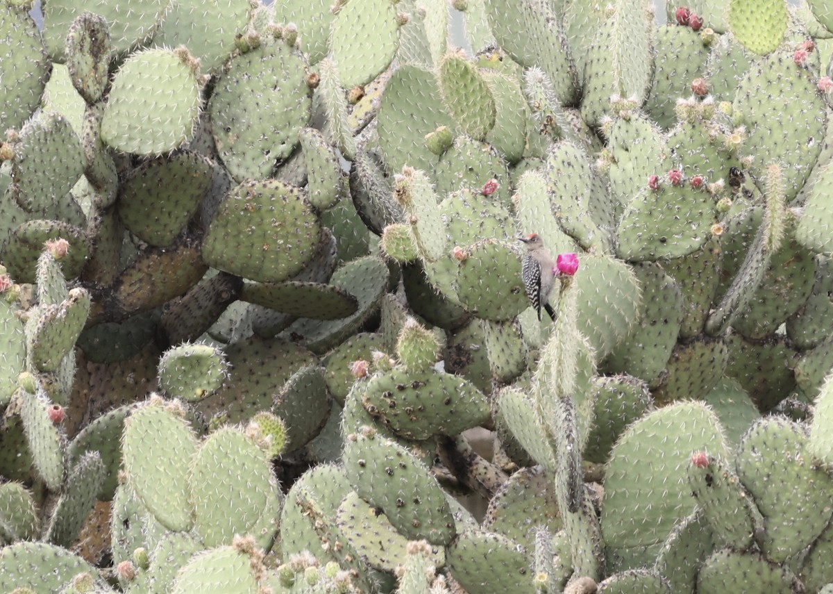 Gray-breasted Woodpecker - Nick  Lund