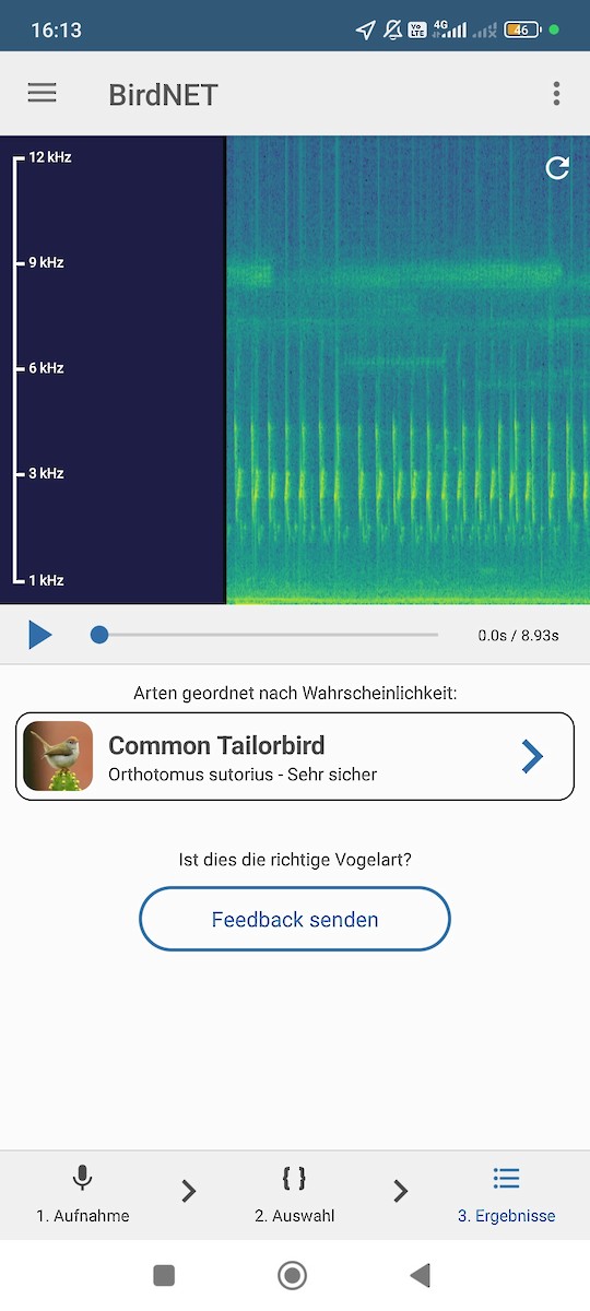 langhaleskredderfugl - ML638398552