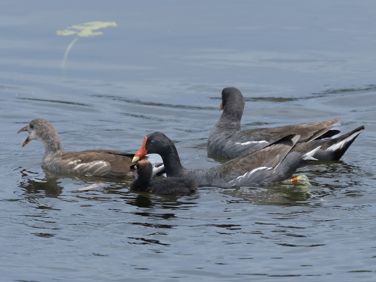 Common Gallinule - ML638398563