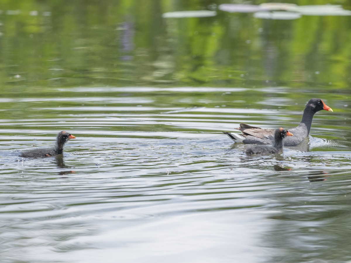 Common Gallinule - ML638398564
