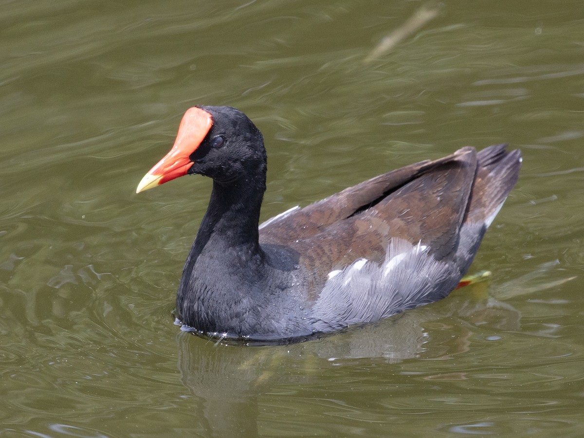 Common Gallinule - ML638398565