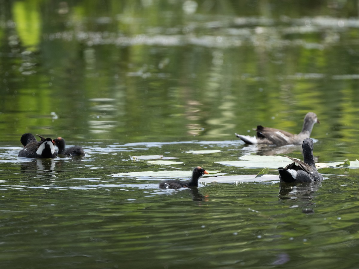 Common Gallinule - ML638398566