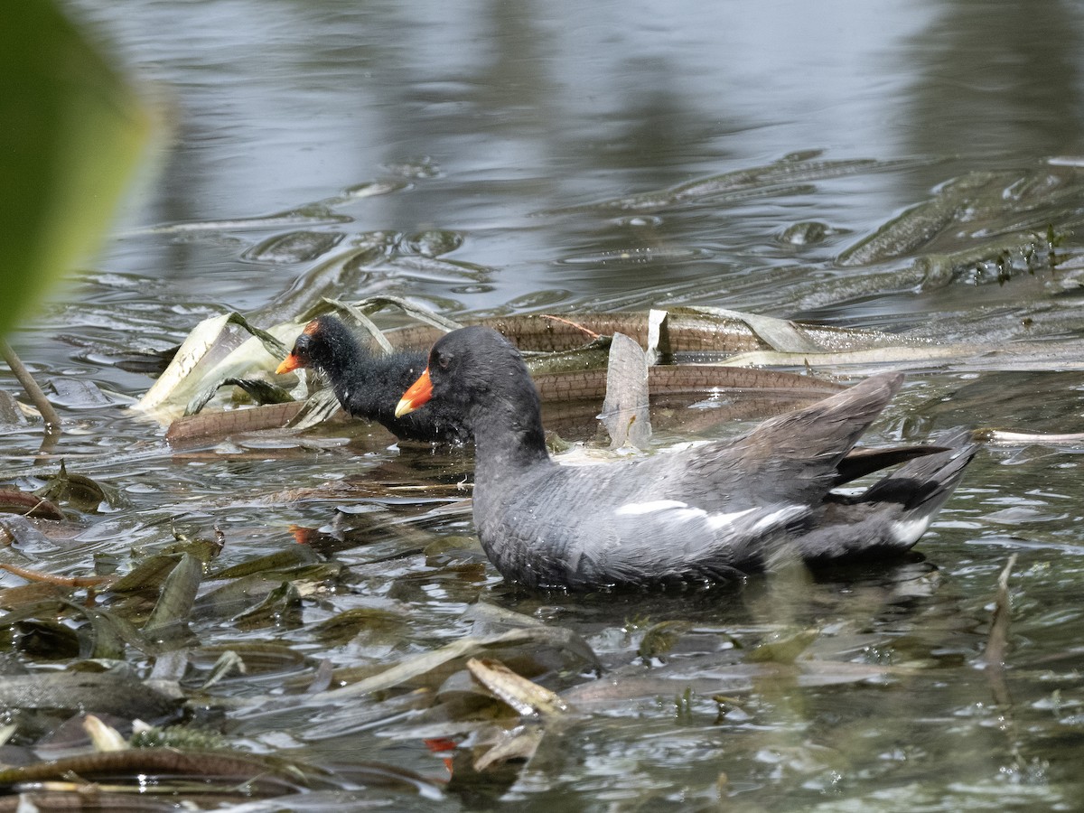 Common Gallinule - ML638398567