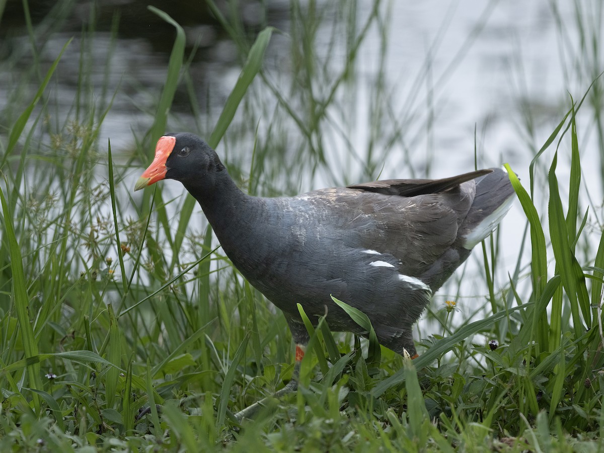 Common Gallinule - ML638398568