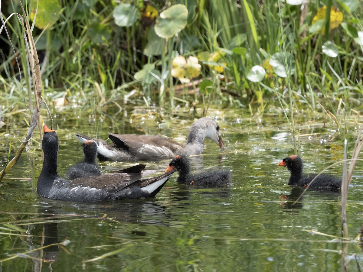 Common Gallinule - ML638398569