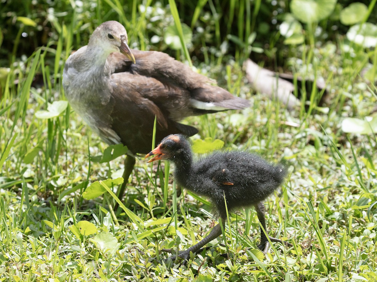 Common Gallinule - ML638398570
