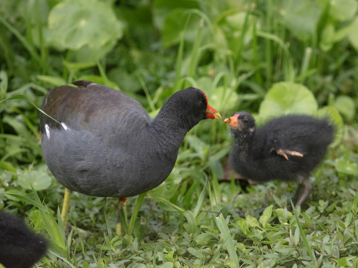 Common Gallinule - ML638398571