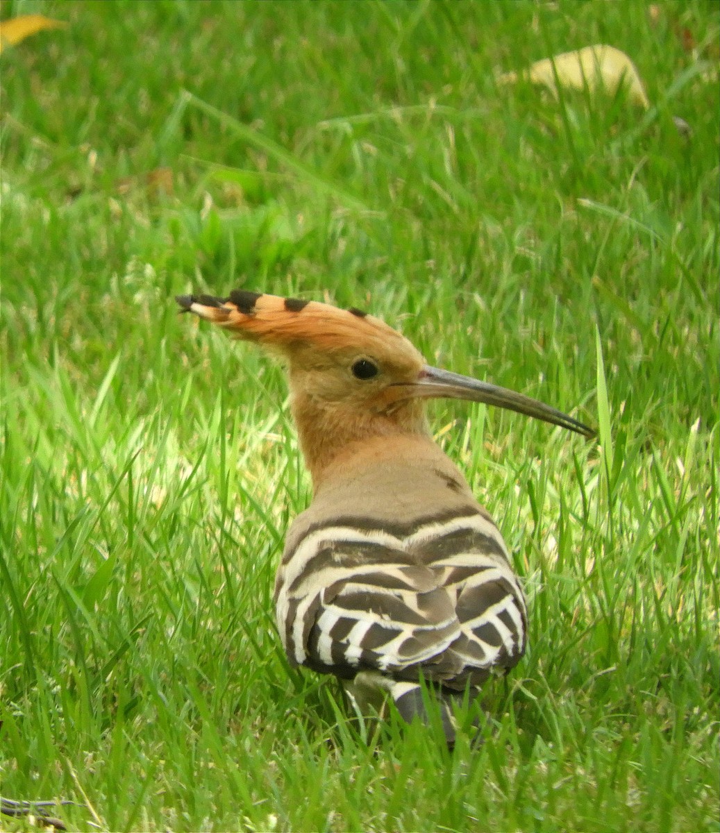 Eurasian Hoopoe - ML638398576