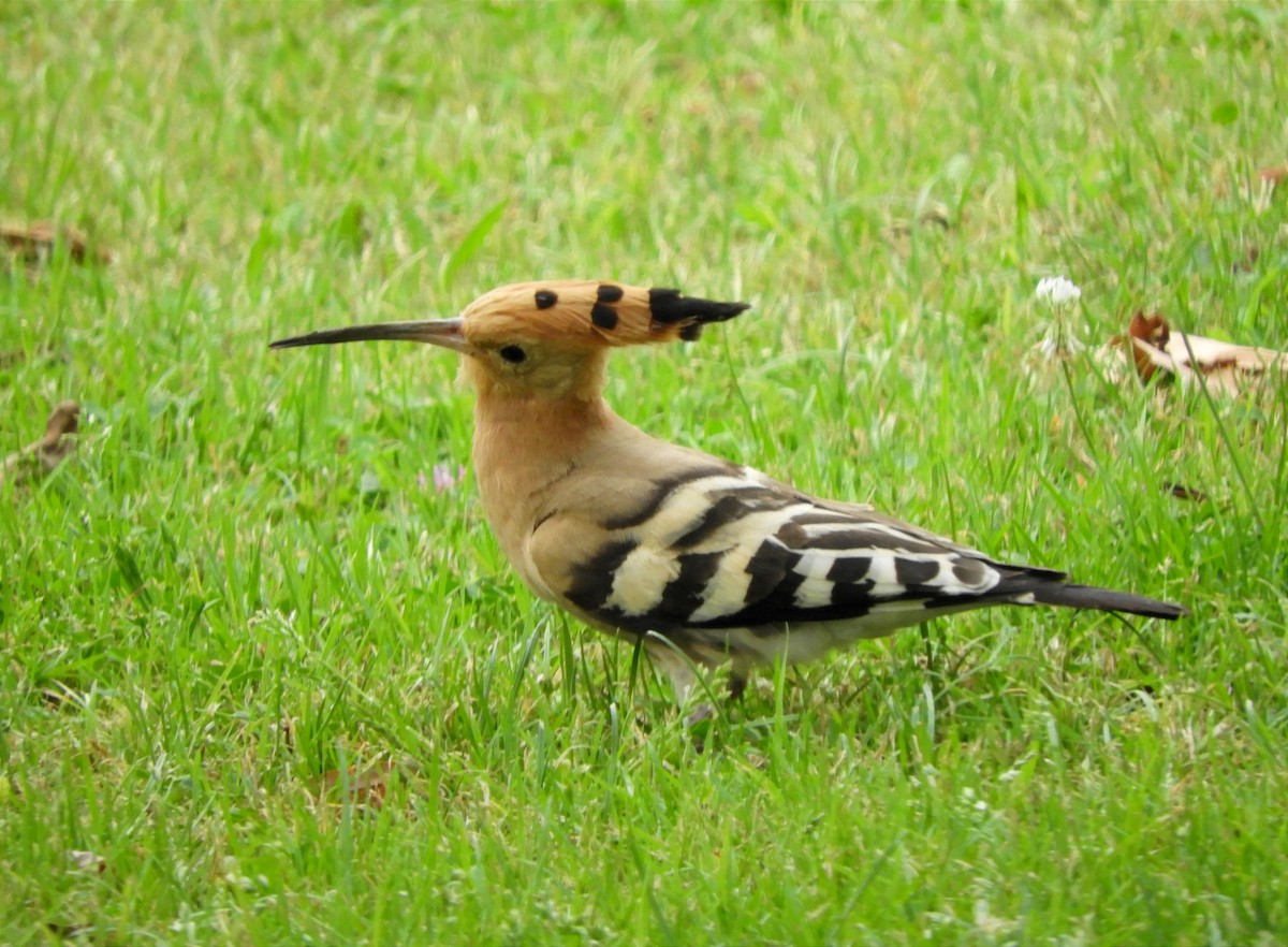 Eurasian Hoopoe - ML638398583
