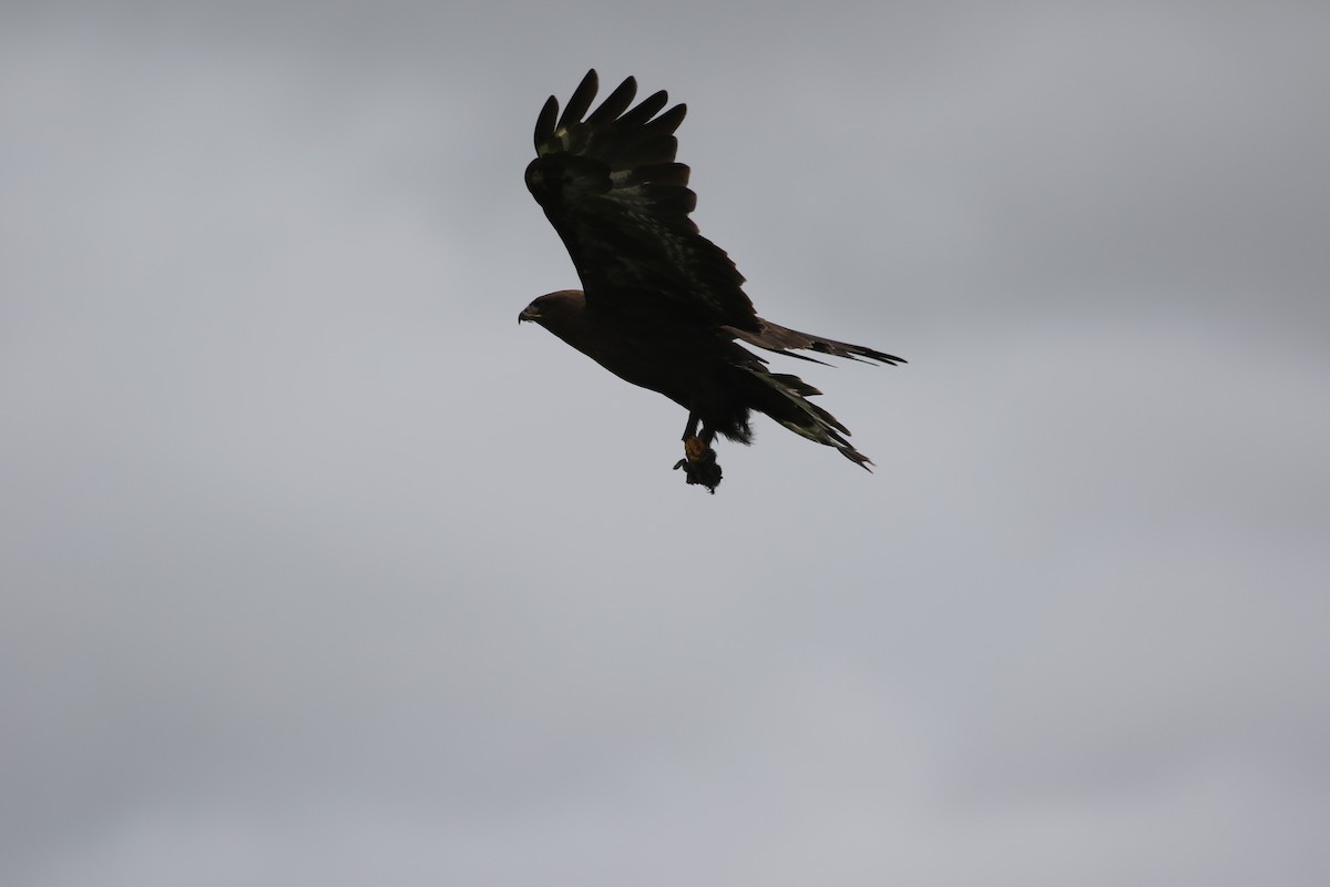 Upland Buzzard - ML638398587