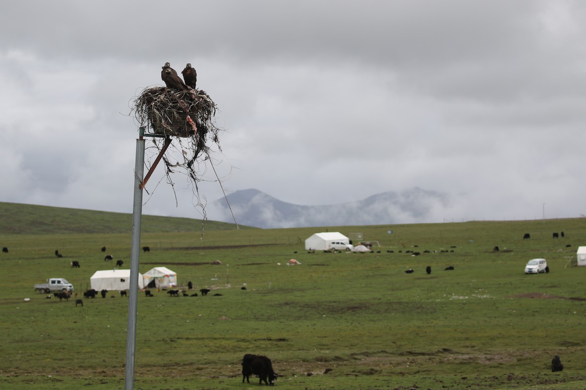Upland Buzzard - ML638398589
