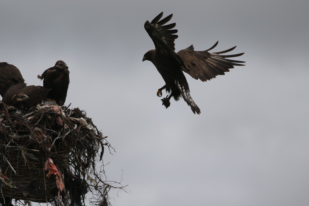Upland Buzzard - ML638398590