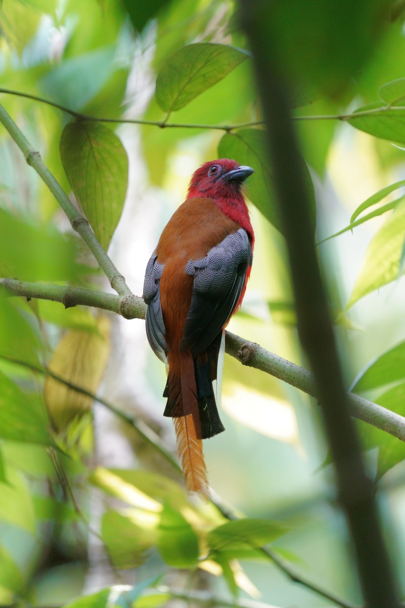 Red-headed Trogon - ML638398592