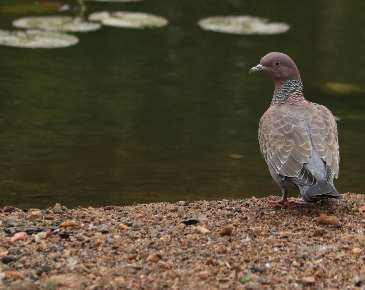 Picazuro Pigeon - ML638398593