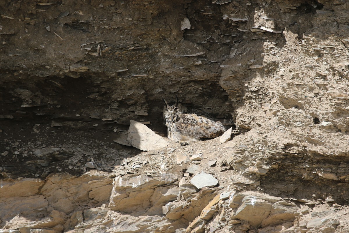 Eurasian Eagle-Owl - ML638398594