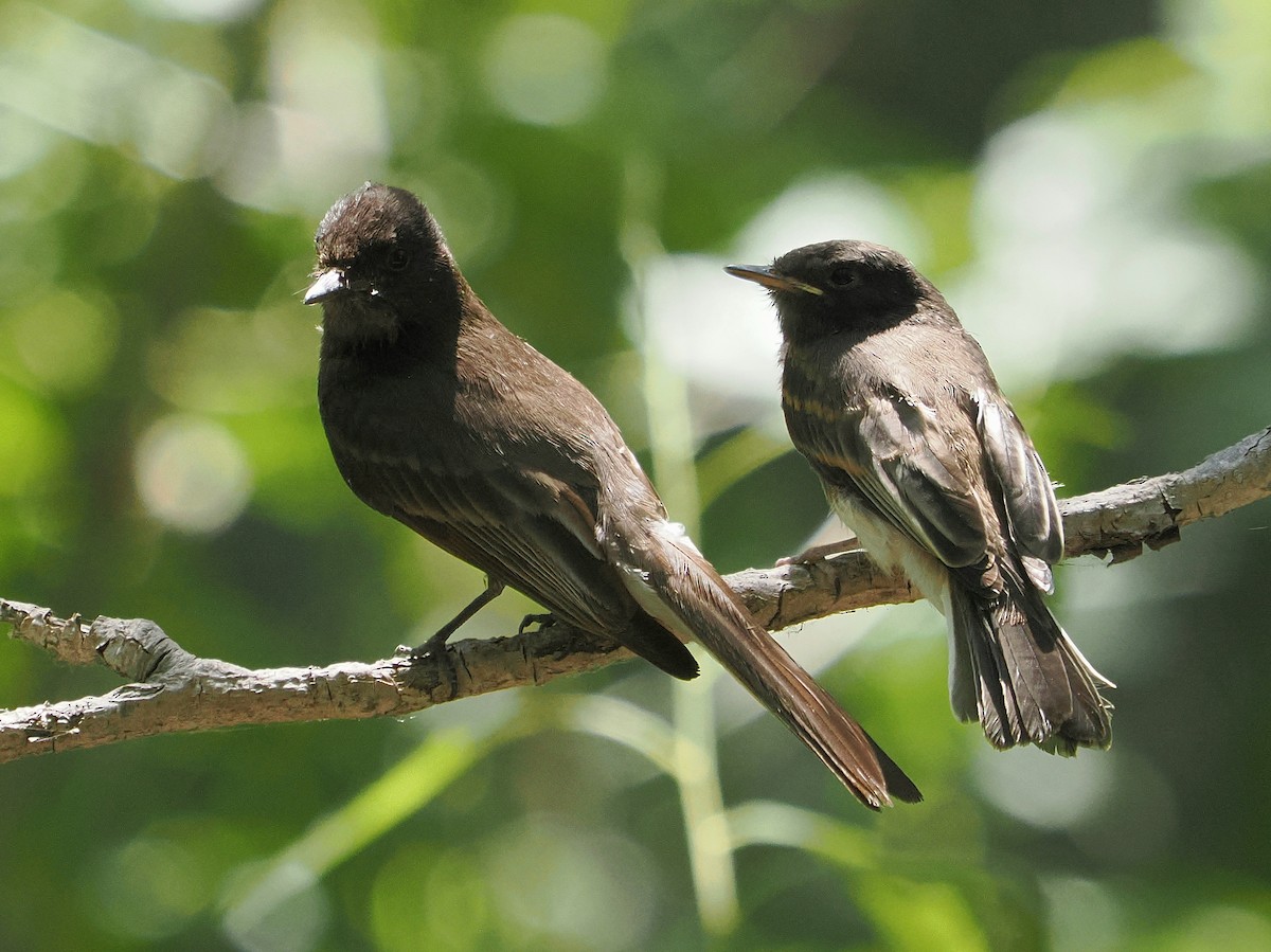 Black Phoebe - ML638398596