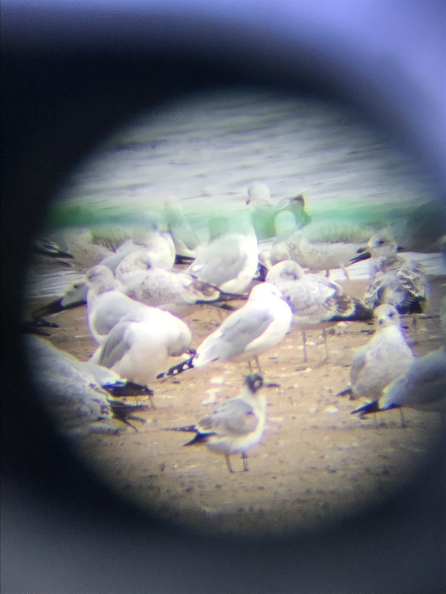 Franklin's Gull - ML638398601