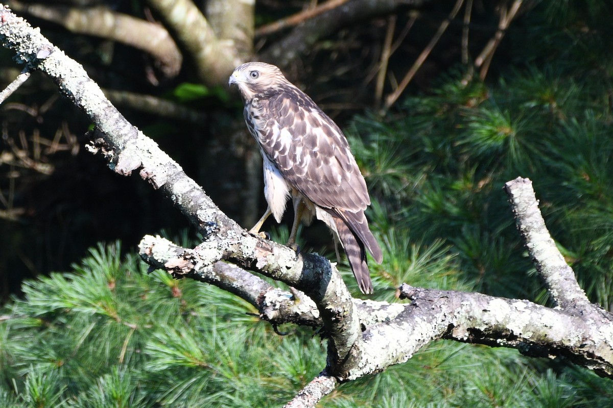 Red-shouldered Hawk - ML638398606