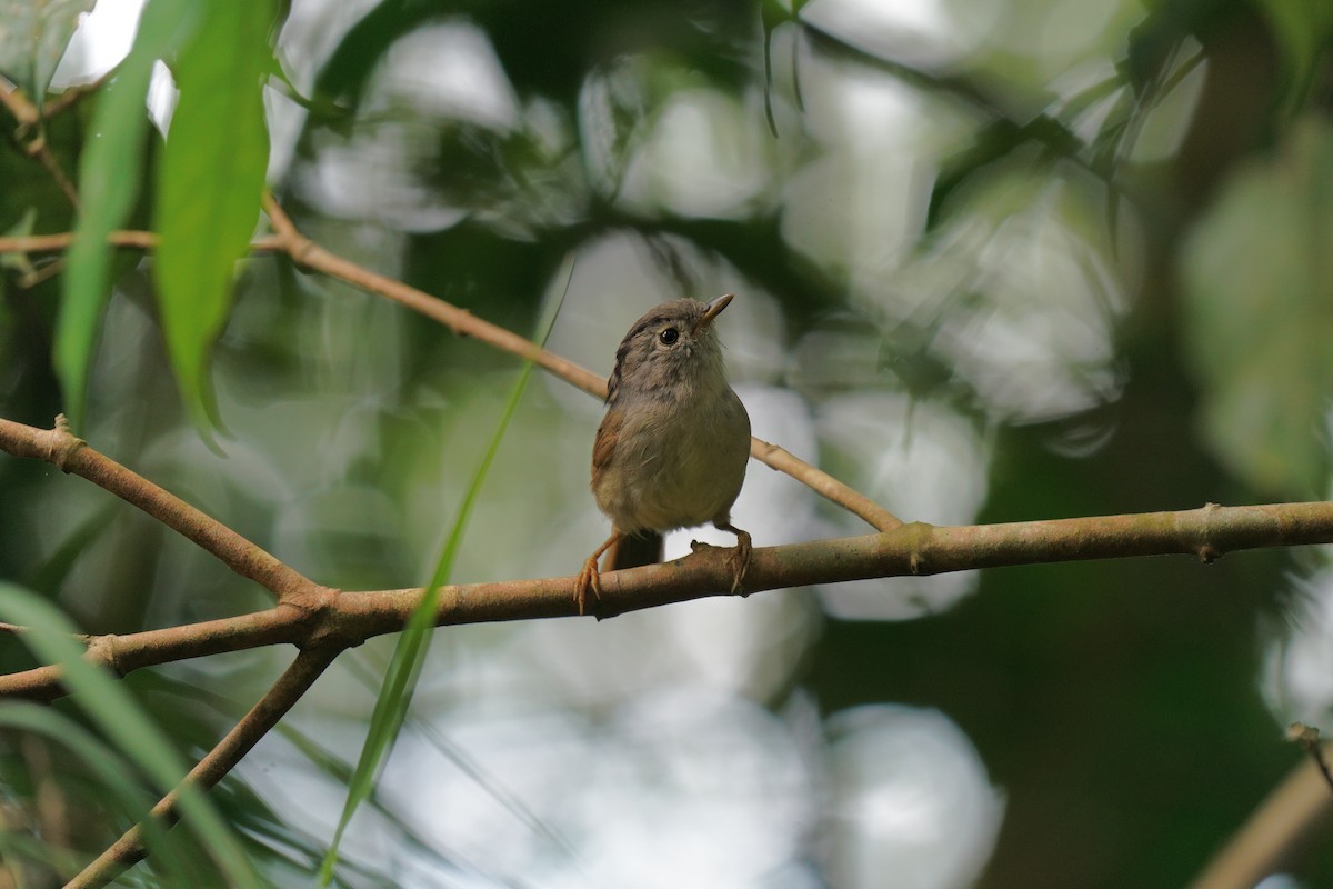 Mountain Fulvetta - ML638398607