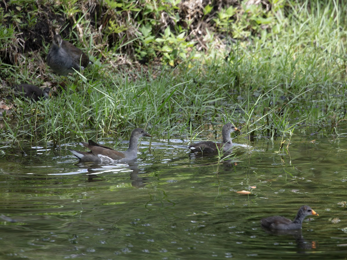 Common Gallinule - ML638398612