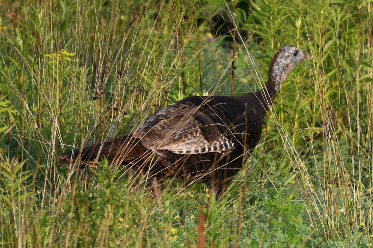 Wild Turkey - ML638398623