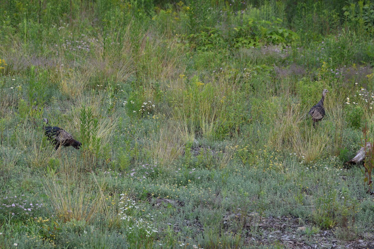 Wild Turkey - ML638398624