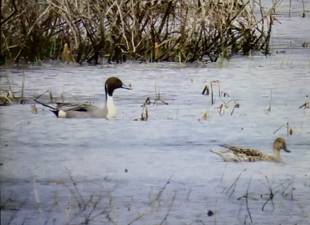 Northern Pintail - ML638398625
