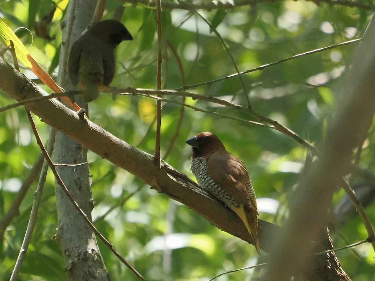 Scaly-breasted Munia - ML638398627