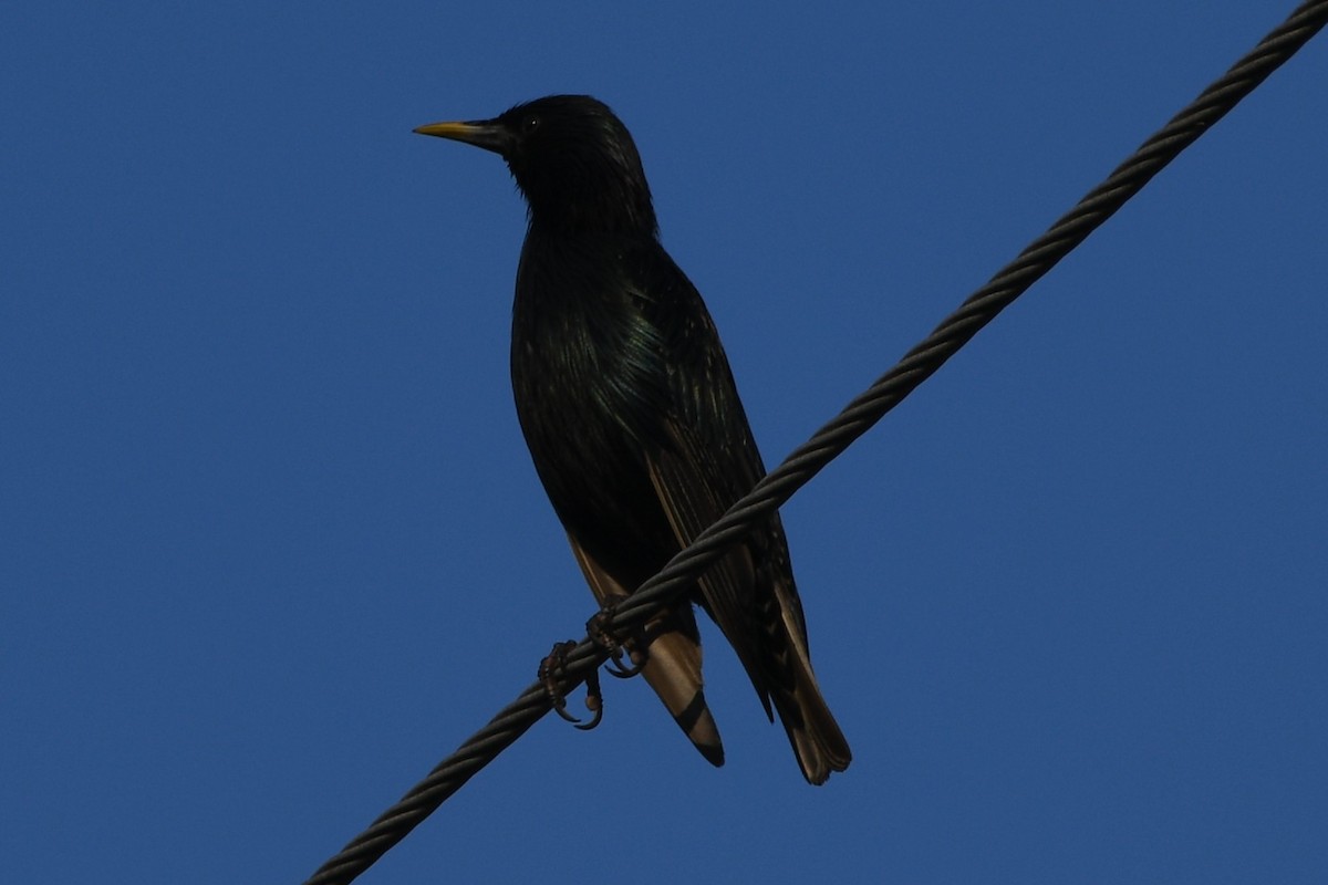 European Starling - ML638398631