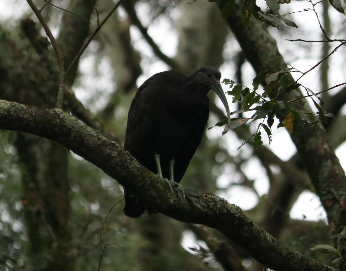 Green Ibis - ML638398635