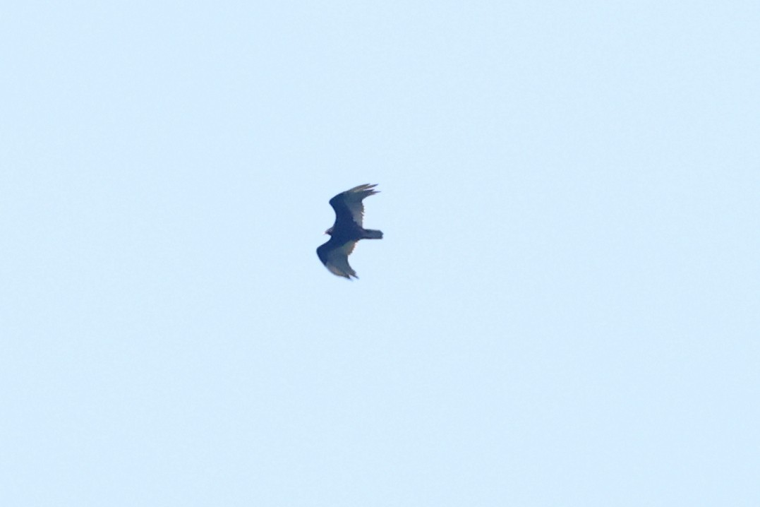 Turkey Vulture - ML638398637