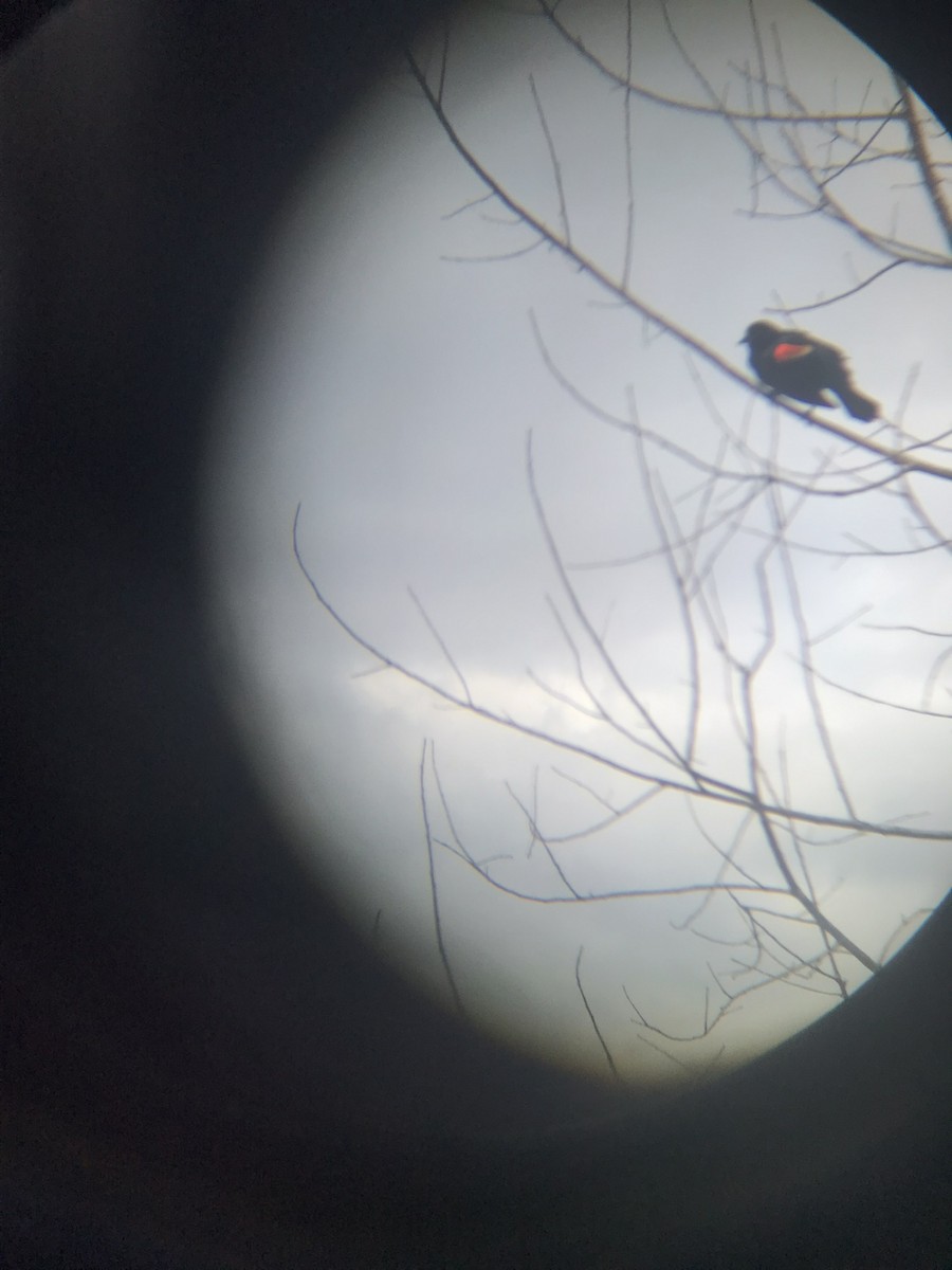 Red-winged Blackbird - ML638398638