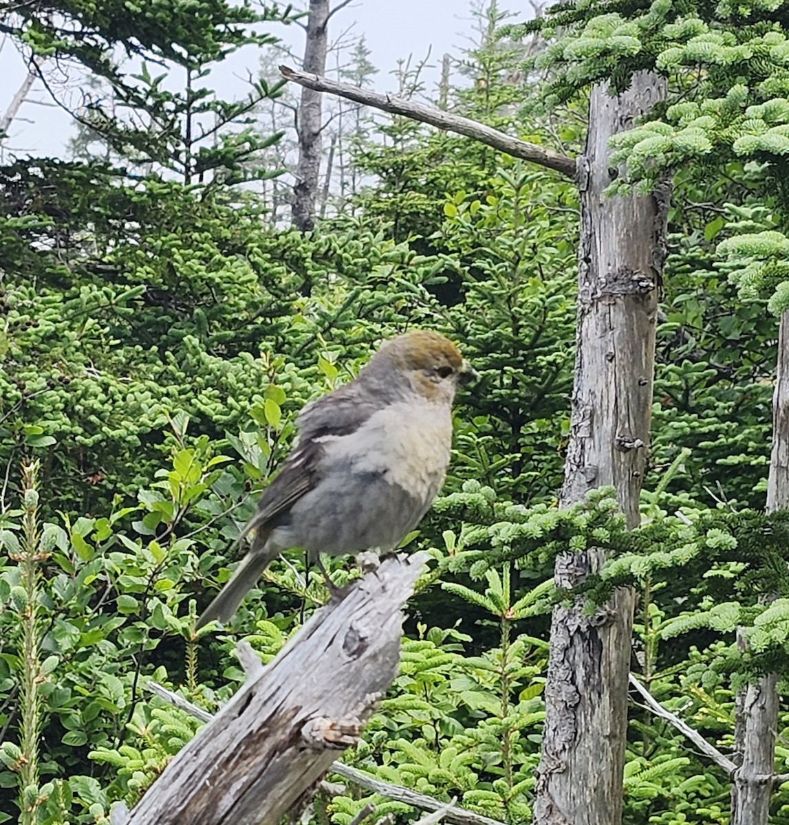 Pine Grosbeak - ML638398640