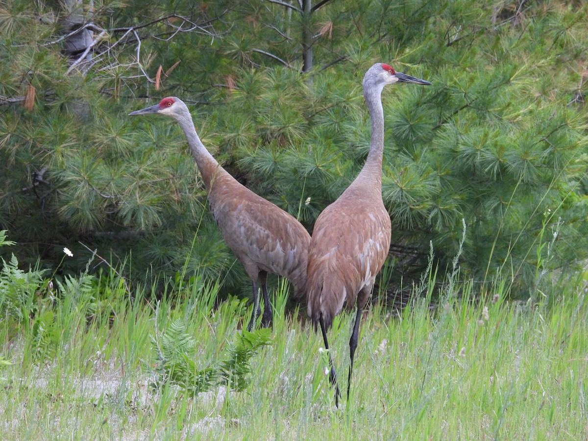 Sandhill Crane - ML638398642