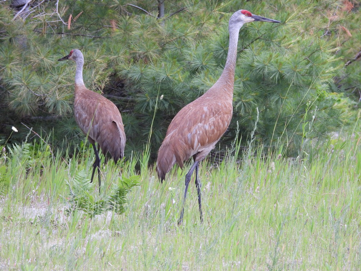 Sandhill Crane - ML638398643