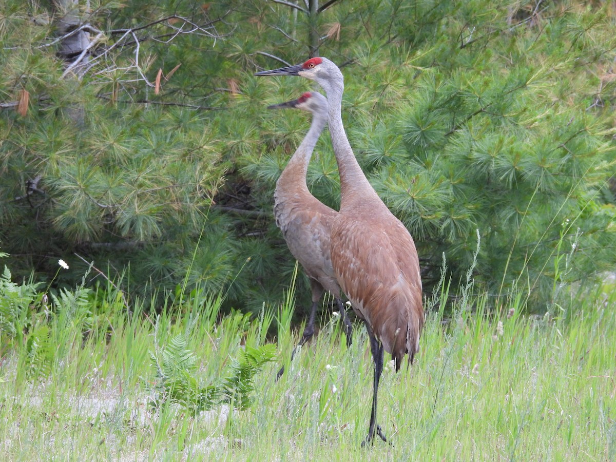 Sandhill Crane - ML638398644
