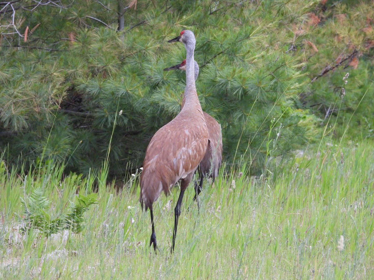 Sandhill Crane - ML638398645