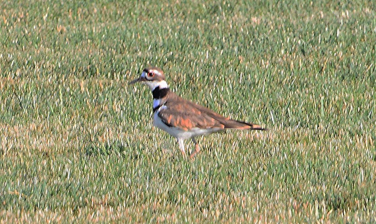 Killdeer - ML638398647