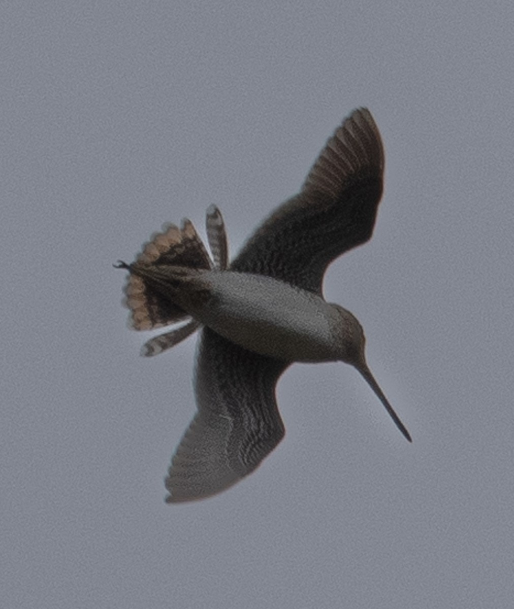 Common Snipe - ML638398648