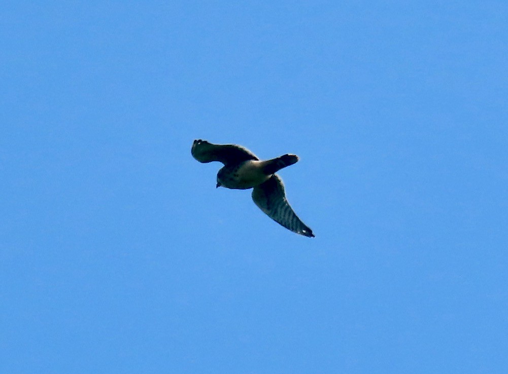 Buntfalke - ML638398660